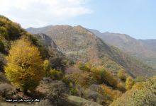 گزارش تصویری از فصل پاییز در جنگل ابر شاهرود